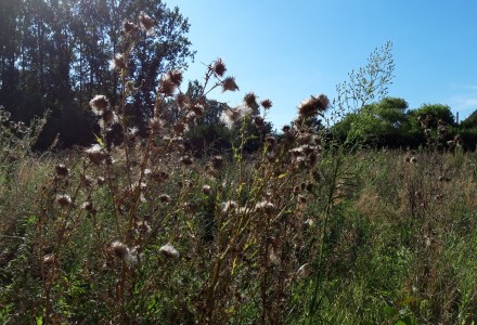 Blog op www.peterdherde.com