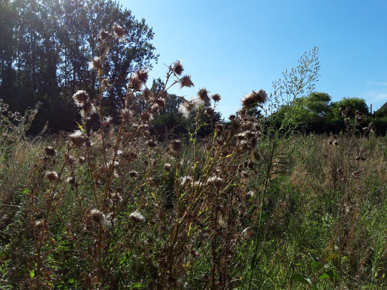 Blog op www.peterdherde.com